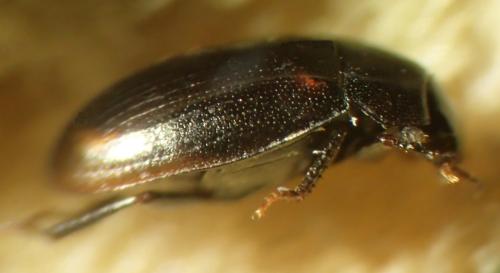 Cercyon sp.