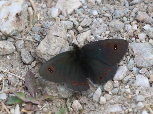 Réf. 336 168 : Erebia cassioides