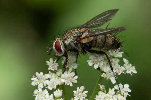 Bithia modesta