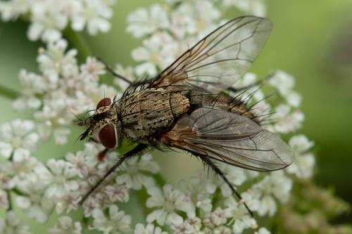 Bithia modesta