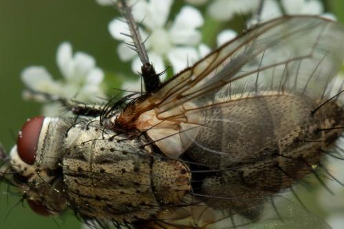 Bithia modesta