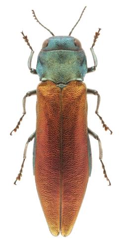 Agrilus subauratus