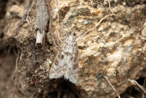 Réf. 336 052 : Eudonia sp.
