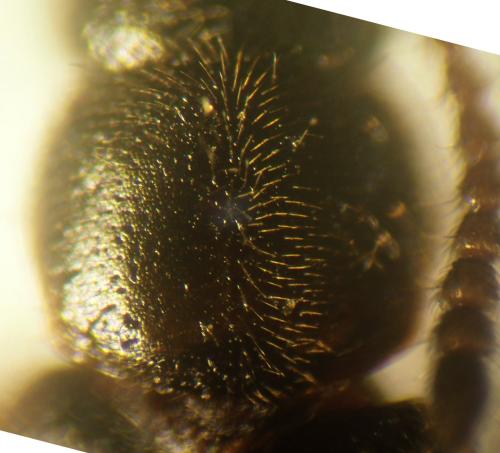 Halobrecta flavipes