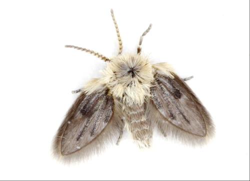 Philosepedon sp.
