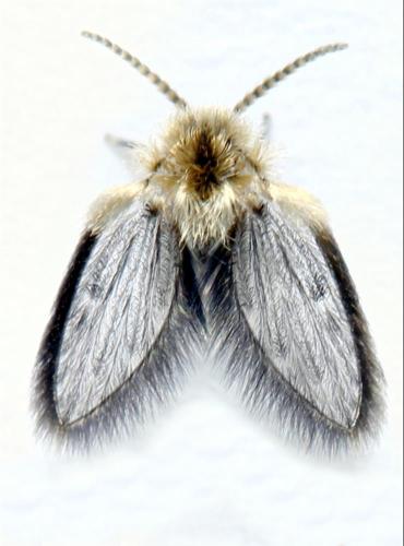 Philosepedon sp.