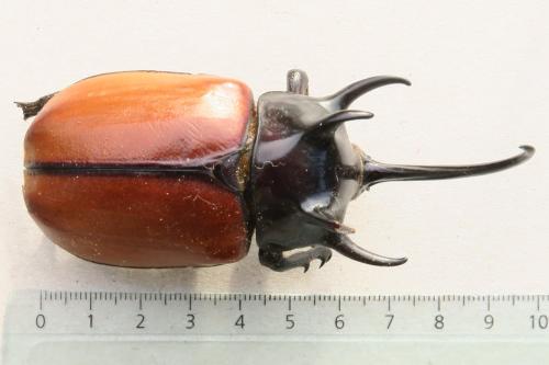 Eupatorus gracilicornis