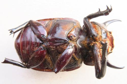 Réf. 336 170 : Eupatorus gracilicornis