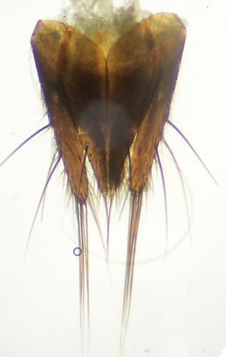 Sunius propinquus