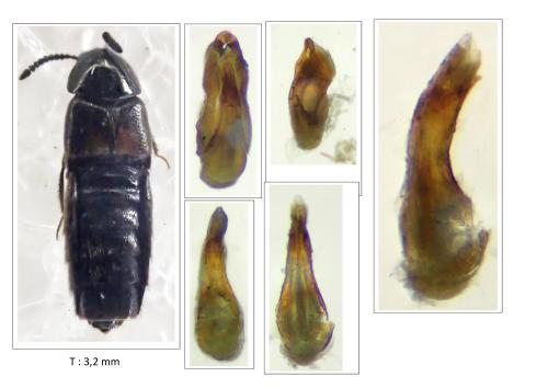 Aleochara sp.