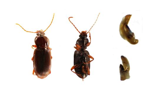 Pedius longicollis