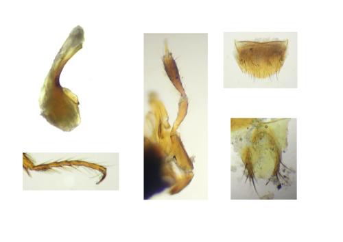 Réf. 336 669 : Halobrecta flavipes