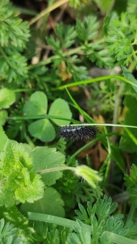Coscinia striata