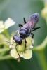 336950 – Photo : Didier Houbrechts – Belgique