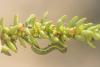 Lacanobia blenna