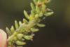 Lacanobia blenna