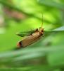 336493 – Photo : THOMAS LUX – France (68)