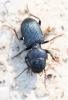 336325 – Photo : Hichem MACHOUC – France (26)
