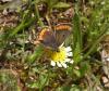 336573 – Photo : ORCHALLAN – France (20)