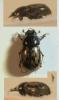 336601 – Photo : Emilien Gonzalez – France (26)