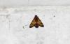 336604 – Photo : Numayta – France (68)