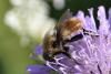 336587 – Photo : Michel Mathieu – France (48)