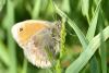 336556 – Photo : Michel Mathieu – France (48)