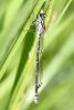 336555 – Photo : Michel Mathieu – France (48)