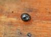 336816 – Photo : Oryctes – France (59)