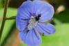 336331 – Photo : Michel Ehrhardt – France (68)