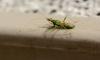 336032 – Photo : Bisetti Jean – Espagne
