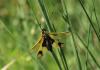 336688 – Photo : Philippe Fourtier – France (06)