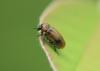 336885 – Photo : Philippe Fourtier – France (06)