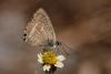 336918 – Photo : Lionel Casset – Cap-Vert