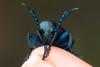 336824 – Photo : Jessica Joachim – France (81)