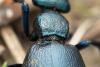 336823 – Photo : Jessica Joachim – France (81)