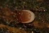 336473 – Photo : Denis Poirier – France (74)