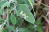 336490 – Photo : Numayta – France (68)