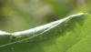 336439 – Photo : Catherine Reymonet-Smitten – France (19)