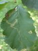 336451 – Photo : Catherine Reymonet-Smitten – France (19)