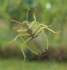 336471 – Photo : Alain Dujardin – France (67)