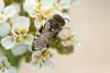 336284 – Photo : Jessica Joachim – France (81)