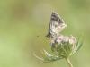336611 – Photo : Sylvain Houpert – France (83)