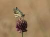 336610 – Photo : Sylvain Houpert – France (83)