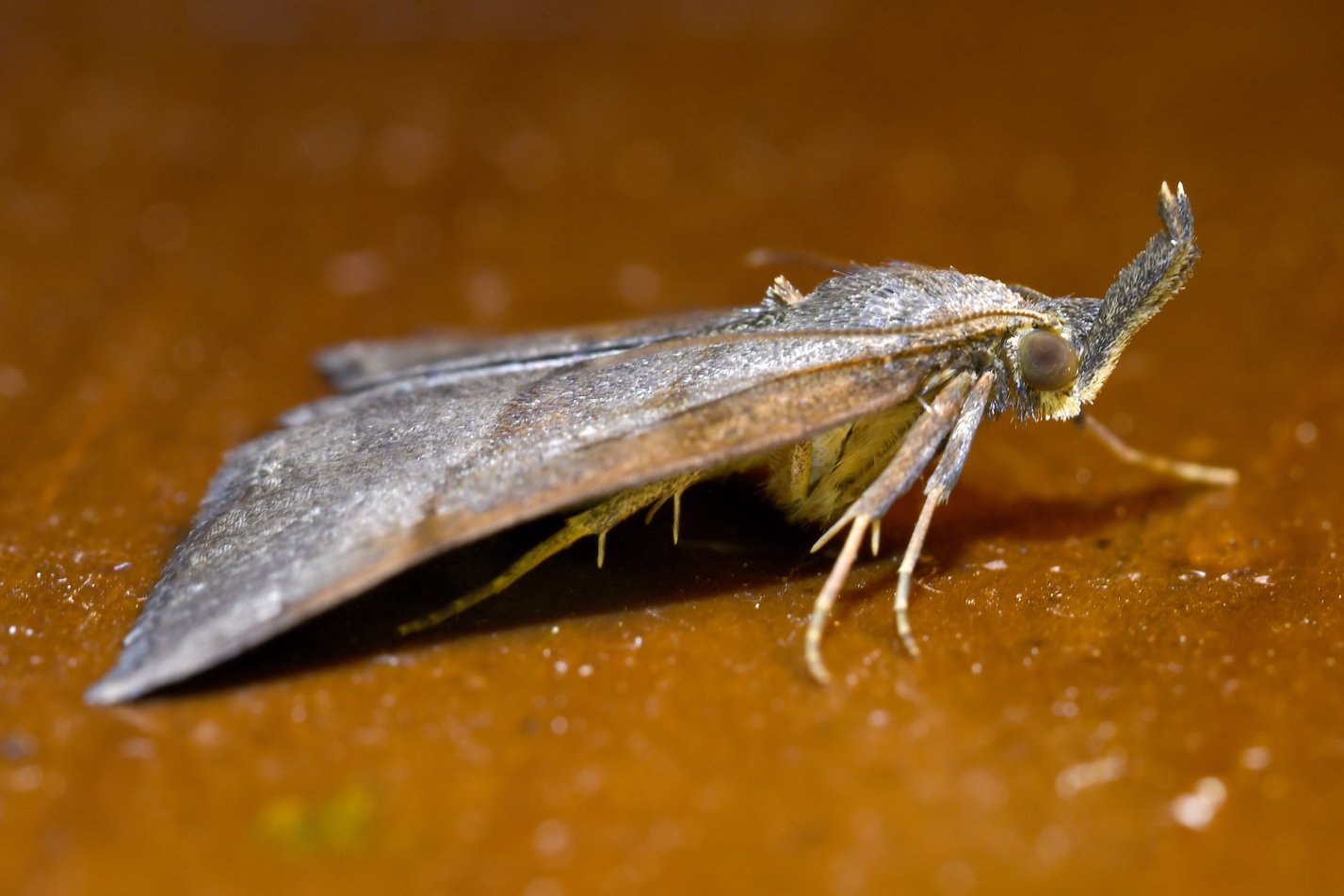 philippe Frêlon - Hypena proboscidalis - réf. 336049 (1427 x 952 pixels, 134 ko)