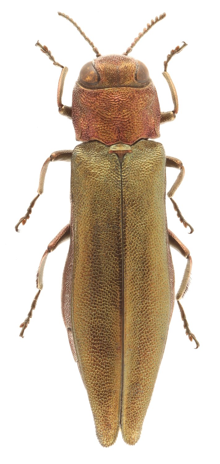 PierrickB - Agrilus (Agrilus) viridis - réf. 336538 (712 x 1500 pixels, 191 ko)