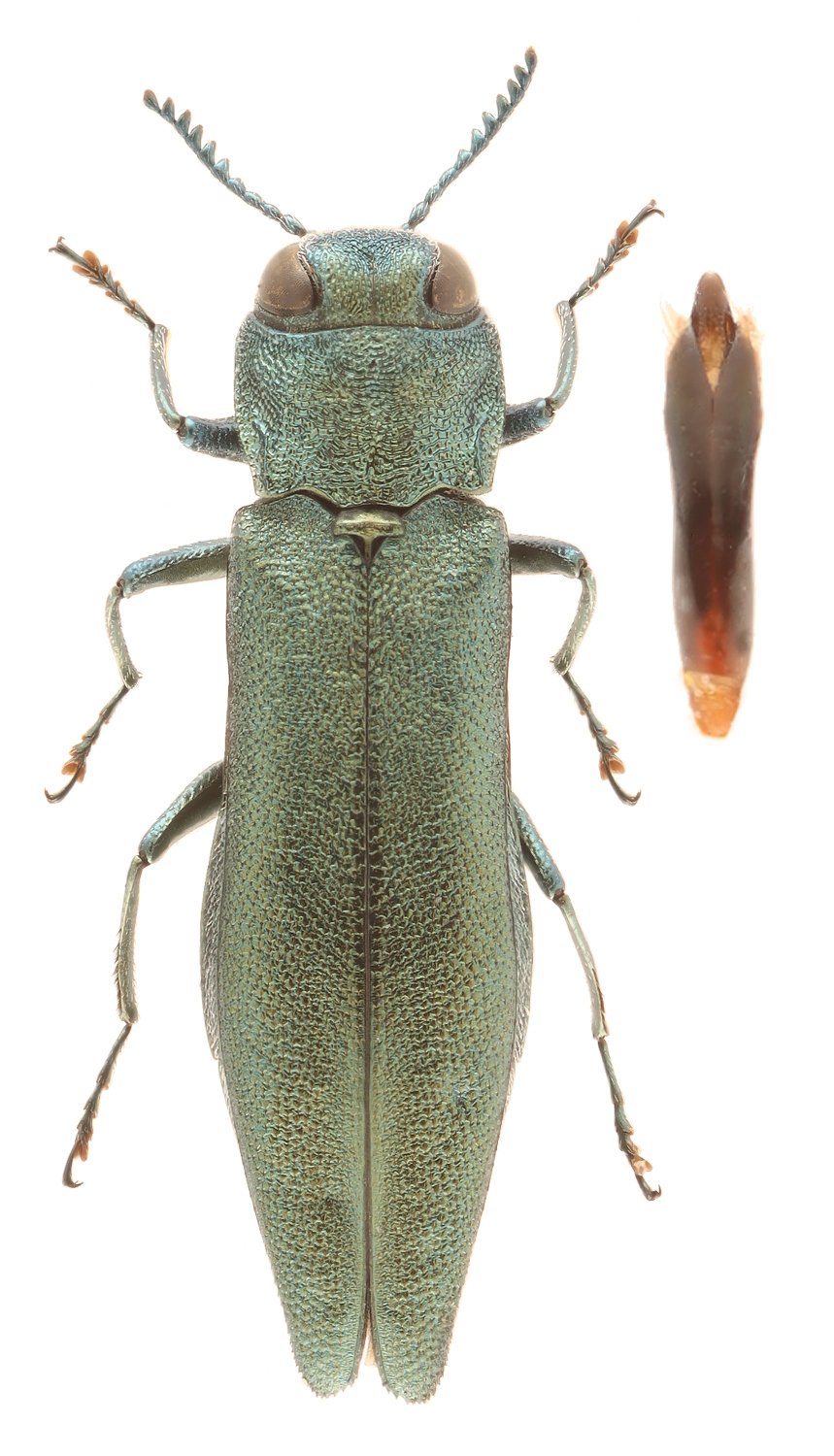 PierrickB - Agrilus (Agrilus) viridis - réf. 336537 (859 x 1500 pixels, 193 ko)