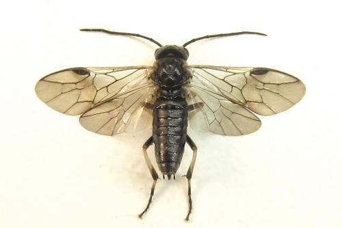 Nematus tulunensis