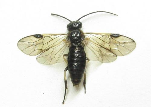 Nematus tulunensis
