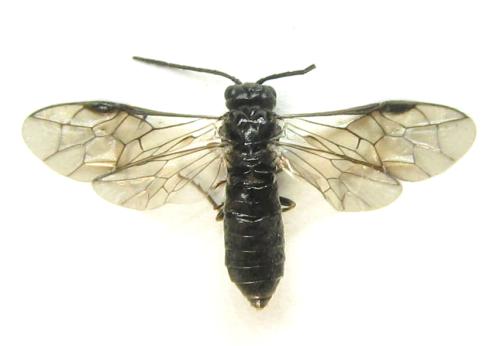 Réf. 337 732 : Empria pallimacula